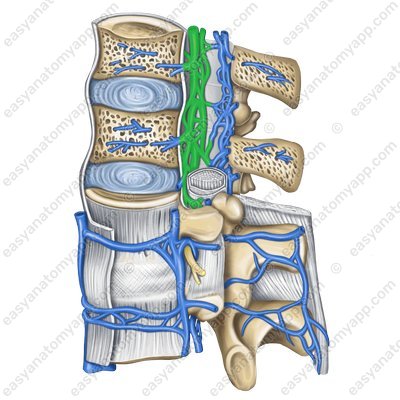 Внутреннее переднее позвоночное венозное сплетение (plexus venosi vertebrales interni (anterior))